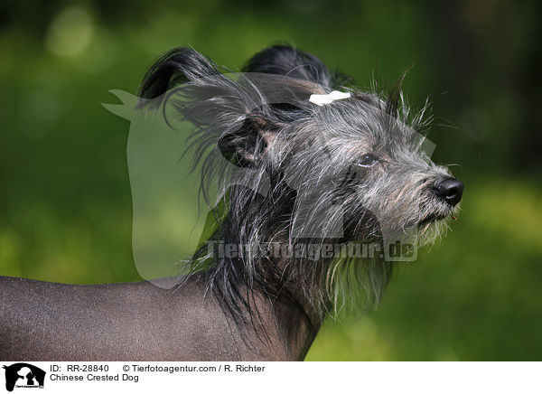 Chinesischer Schopfhund / Chinese Crested Dog / RR-28840