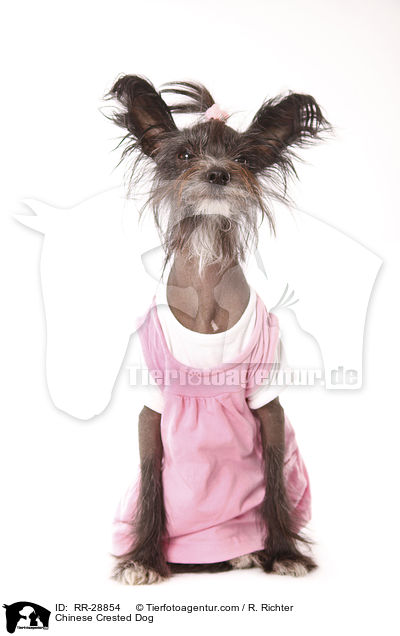 Chinesischer Schopfhund / Chinese Crested Dog / RR-28854