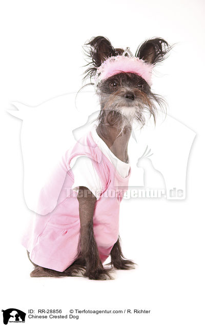 Chinesischer Schopfhund / Chinese Crested Dog / RR-28856