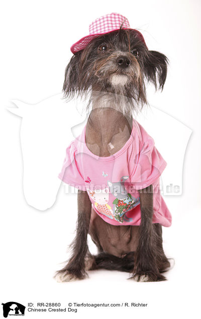 Chinesischer Schopfhund / Chinese Crested Dog / RR-28860