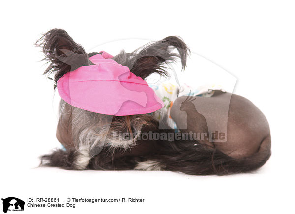 Chinesischer Schopfhund / Chinese Crested Dog / RR-28861