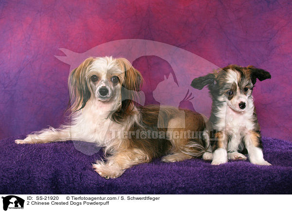 2 Chinese Crested Dogs Powderpuff / 2 Chinese Crested Dogs Powderpuff / SS-21920