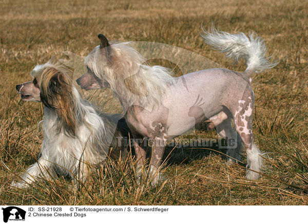 2 Chinese Crested Dogs / 2 Chinese Crested Dogs / SS-21928