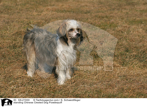 stehender Chinese Crested Dog Powderpuff / standing Chinese Crested Dog Powderpuff / SS-21930