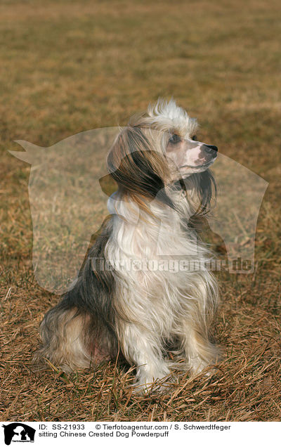 sitzender Chinese Crested Dog Powderpuff / sitting Chinese Crested Dog Powderpuff / SS-21933
