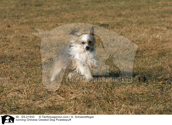 rennender Chinese Crested Dog Powderpuff / running Chinese Crested Dog Powderpuff / SS-21942
