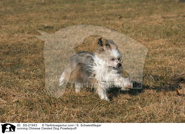 rennender Chinese Crested Dog Powderpuff / running Chinese Crested Dog Powderpuff / SS-21943