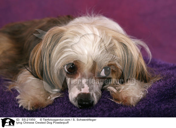 liegender Chinese Crested Dog Powderpuff / lying Chinese Crested Dog Powderpuff / SS-21950