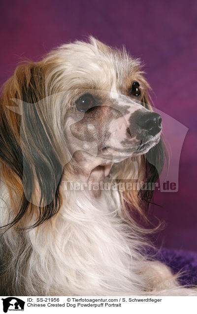 Chinese Crested Dog Powderpuff Portrait / Chinese Crested Dog Powderpuff Portrait / SS-21956