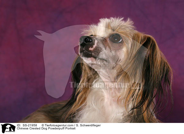 Chinese Crested Dog Powderpuff Portrait / Chinese Crested Dog Powderpuff Portrait / SS-21958