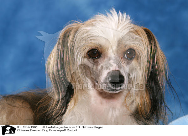 Chinese Crested Dog Powderpuff Portrait / Chinese Crested Dog Powderpuff Portrait / SS-21961
