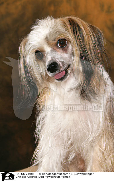 Chinese Crested Dog Powderpuff Portrait / Chinese Crested Dog Powderpuff Portrait / SS-21981