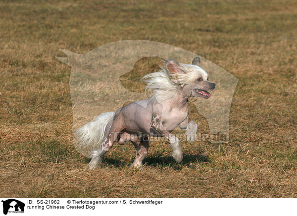 rennender Chinese Crested Dog / running Chinese Crested Dog / SS-21982