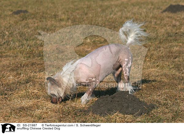 schnuppernder Chinese Crested Dog / snuffling Chinese Crested Dog / SS-21987
