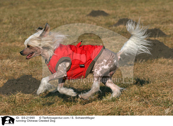 rennender Chinese Crested Dog / running Chinese Crested Dog / SS-21990