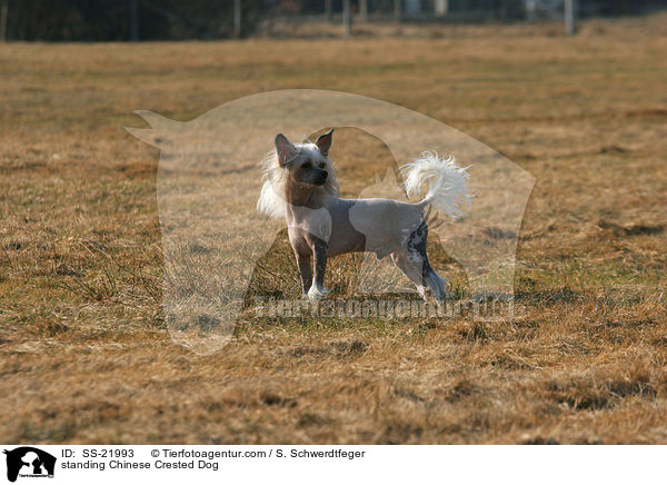 stehender Chinese Crested Dog / standing Chinese Crested Dog / SS-21993