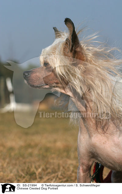 Chinese Crested Dog Portrait / Chinese Crested Dog Portrait / SS-21994