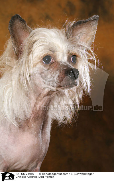 Chinese Crested Dog Portrait / Chinese Crested Dog Portrait / SS-21997