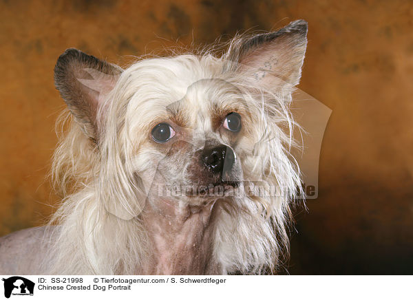 Chinese Crested Dog Portrait / Chinese Crested Dog Portrait / SS-21998