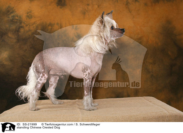 stehender Chinese Crested Dog / standing Chinese Crested Dog / SS-21999
