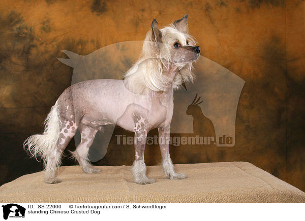 stehender Chinese Crested Dog / standing Chinese Crested Dog / SS-22000