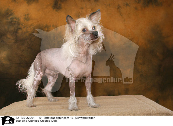 stehender Chinese Crested Dog / standing Chinese Crested Dog / SS-22001