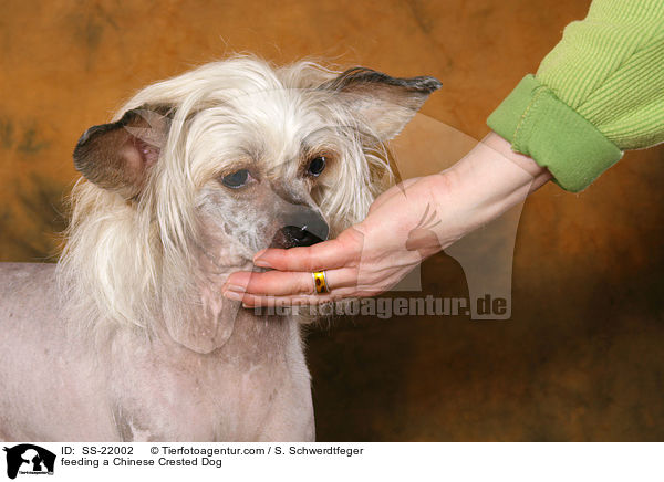 Chinese Crested Dog wird gef�ttert / feeding a Chinese Crested Dog / SS-22002