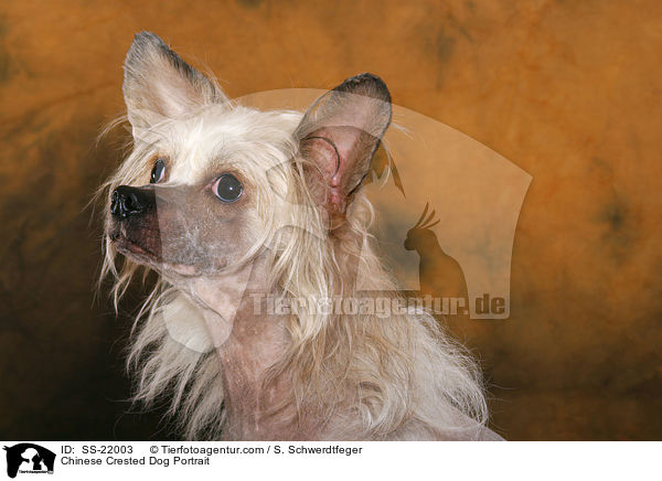 Chinese Crested Dog Portrait / Chinese Crested Dog Portrait / SS-22003