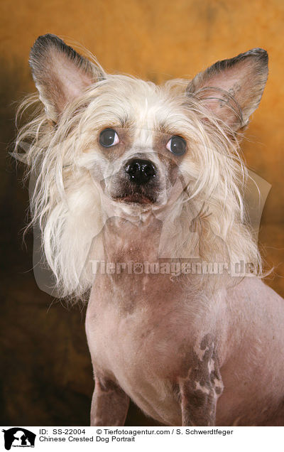 Chinese Crested Dog Portrait / Chinese Crested Dog Portrait / SS-22004