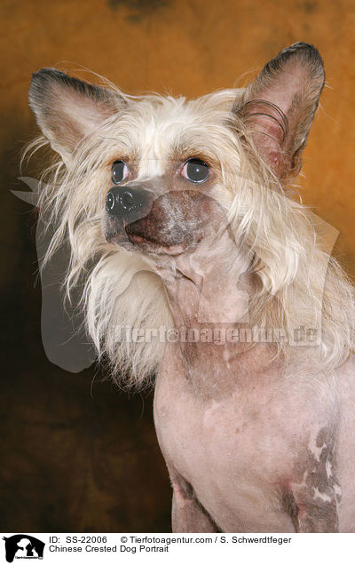 Chinese Crested Dog Portrait / Chinese Crested Dog Portrait / SS-22006