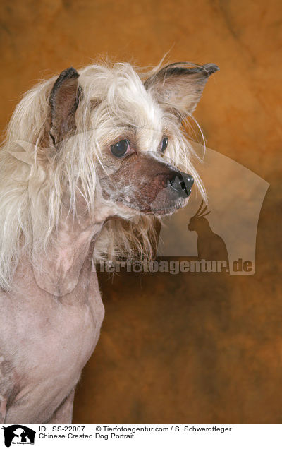 Chinese Crested Dog Portrait / Chinese Crested Dog Portrait / SS-22007