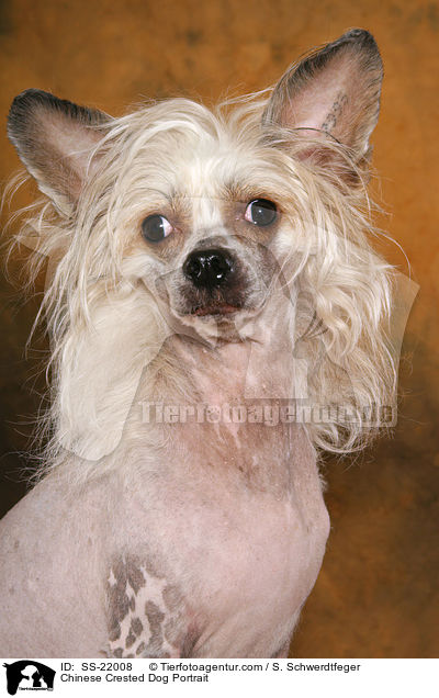Chinese Crested Dog Portrait / Chinese Crested Dog Portrait / SS-22008