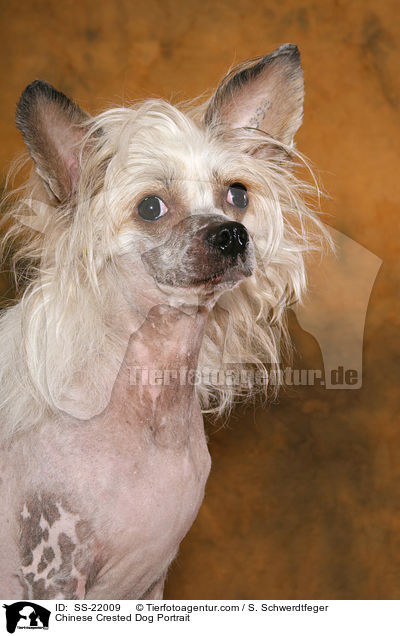 Chinese Crested Dog Portrait / Chinese Crested Dog Portrait / SS-22009