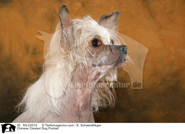 Chinese Crested Dog Portrait / Chinese Crested Dog Portrait / SS-22010