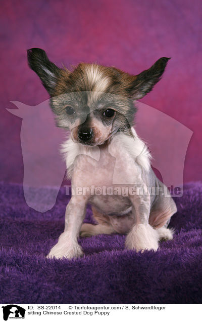 sitzender Chinese Crested Dog Welpe / sitting Chinese Crested Dog Puppy / SS-22014