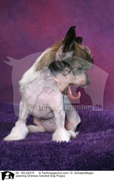 yawning Chinese Crested Dog Puppy / SS-22015