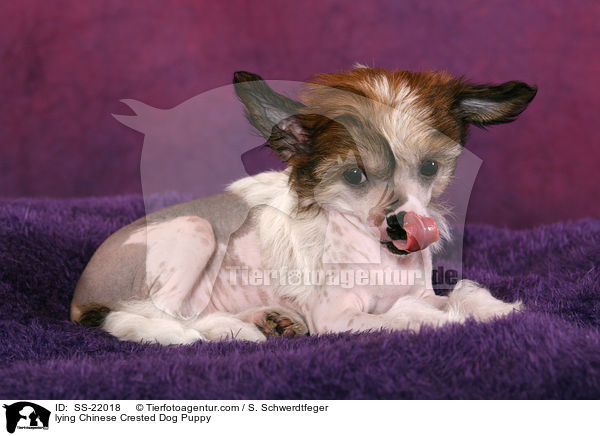 liegender Chinese Crested Dog Welpe / lying Chinese Crested Dog Puppy / SS-22018