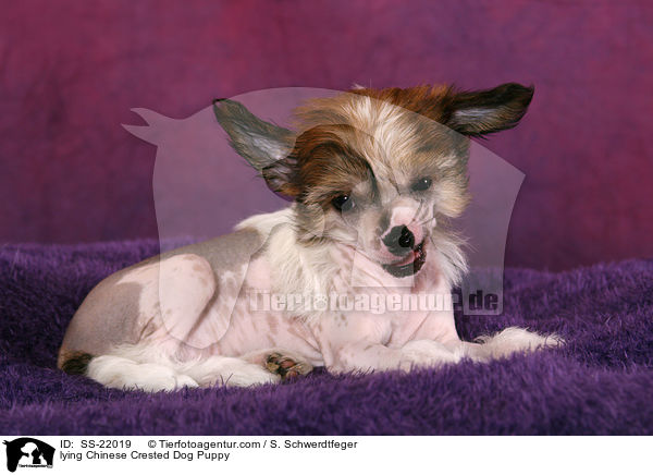liegender Chinese Crested Dog Welpe / lying Chinese Crested Dog Puppy / SS-22019