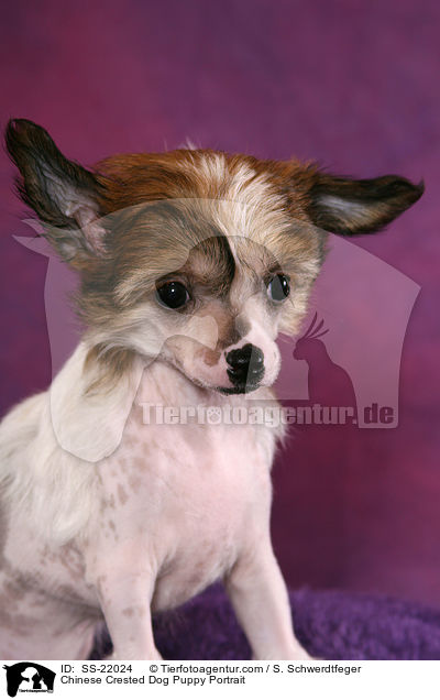 Chinese Crested Dog Welpe Portrait / Chinese Crested Dog Puppy Portrait / SS-22024