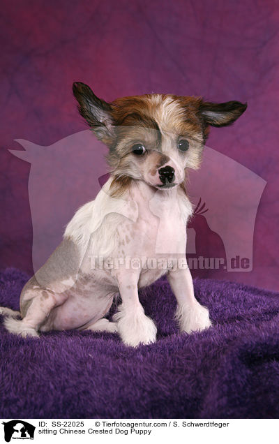 sitzender Chinese Crested Dog Welpe / sitting Chinese Crested Dog Puppy / SS-22025
