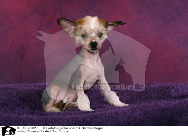 sitzender Chinese Crested Dog Welpe / sitting Chinese Crested Dog Puppy / SS-22027