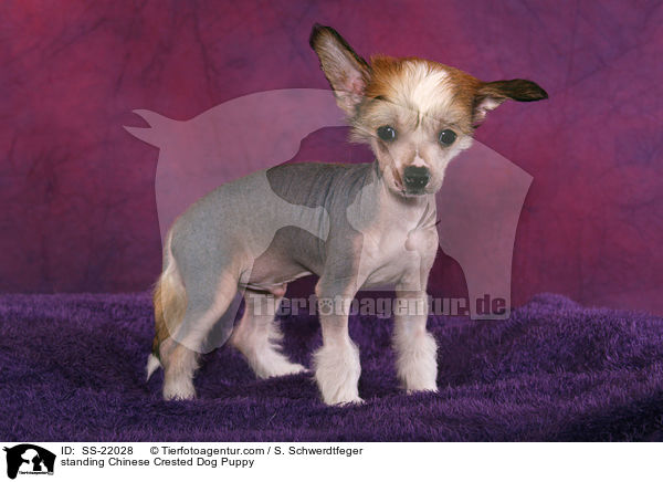 stehender Chinese Crested Dog Welpe / standing Chinese Crested Dog Puppy / SS-22028