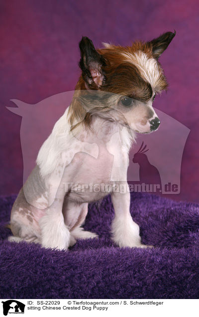 sitzender Chinese Crested Dog Welpe / sitting Chinese Crested Dog Puppy / SS-22029
