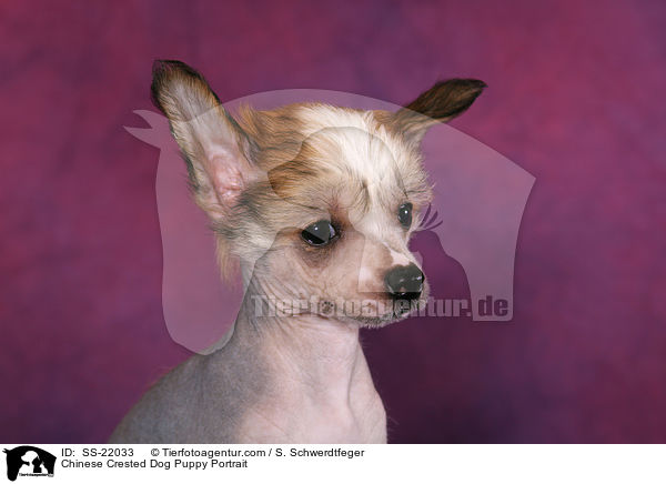 Chinese Crested Dog Welpe Portrait / Chinese Crested Dog Puppy Portrait / SS-22033