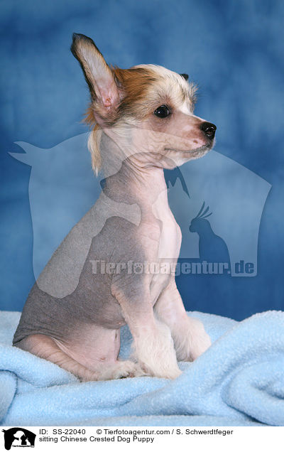 sitzender Chinese Crested Dog Welpe / sitting Chinese Crested Dog Puppy / SS-22040