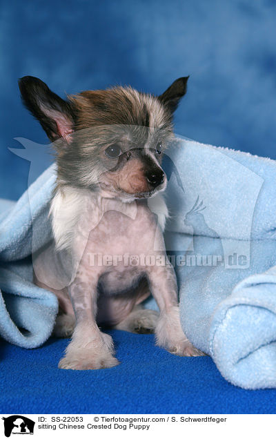 sitzender Chinese Crested Dog Welpe / sitting Chinese Crested Dog Puppy / SS-22053