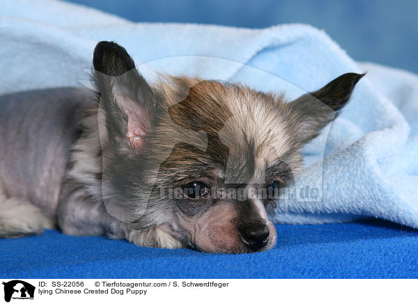 liegender Chinese Crested Dog Welpe / lying Chinese Crested Dog Puppy / SS-22056