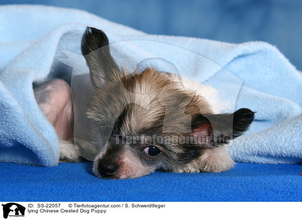 Chinese Crested Dog Welpe / Chinese Crested Dog Puppy / SS-22057
