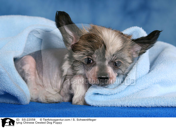 Chinese Crested Dog Welpe / Chinese Crested Dog Puppy / SS-22058