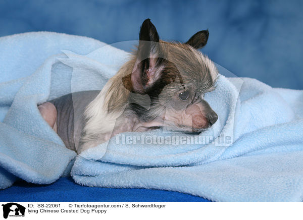 Chinese Crested Dog Welpe / Chinese Crested Dog Puppy / SS-22061